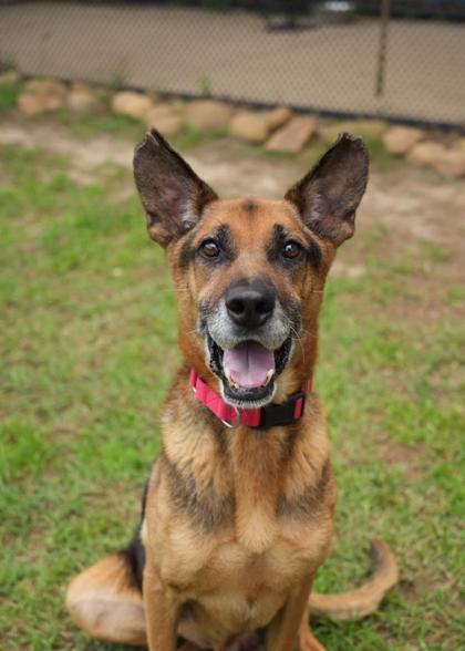 Goose 63324, a Adoptable mixed breed in Aiken, SC image 1/3
