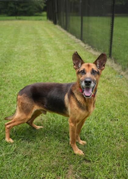 Goose 63324, a Adoptable mixed breed in Aiken, SC image 2/3