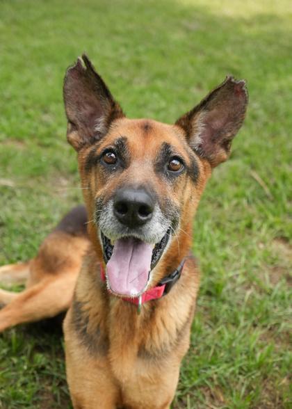 Goose 63324, Adoptable, Adult Male German Shepherd Dog & Mixed Breed.