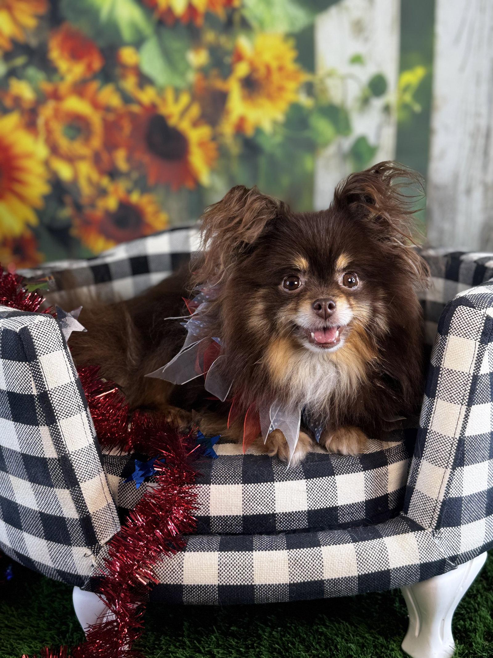 Penne, Adopted, Adult Female Pomeranian.