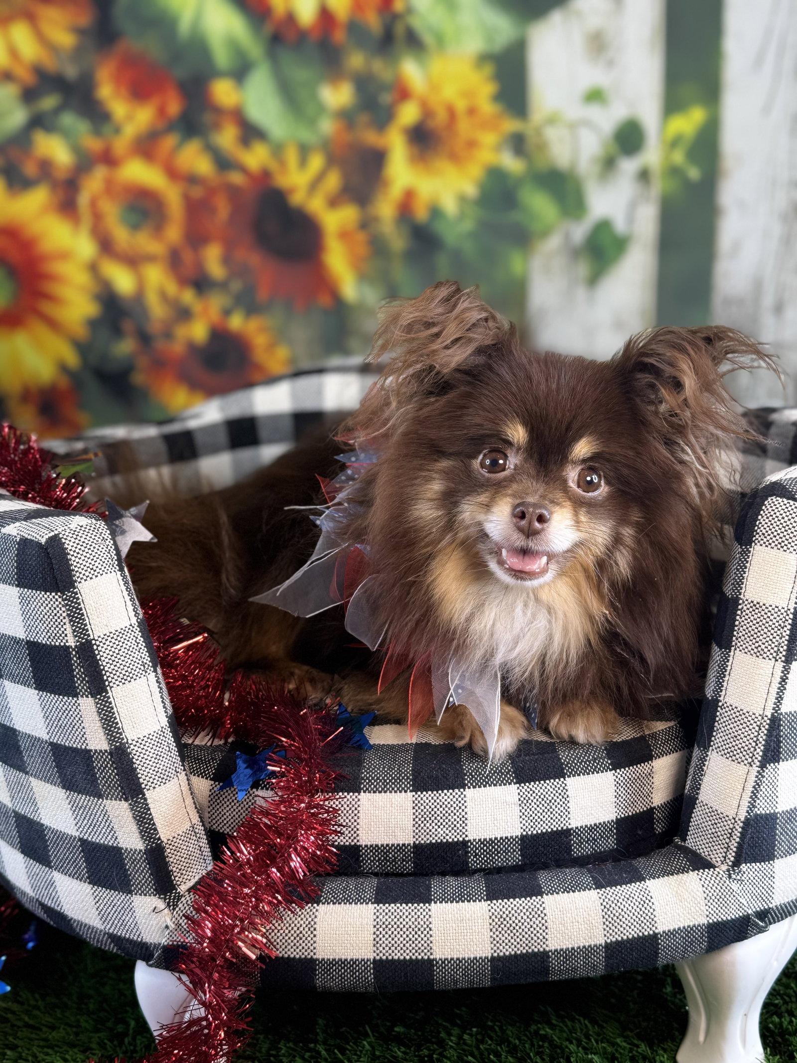 Enlarge Penne, a Adopted Pomeranian in Garland, TX image 2/3