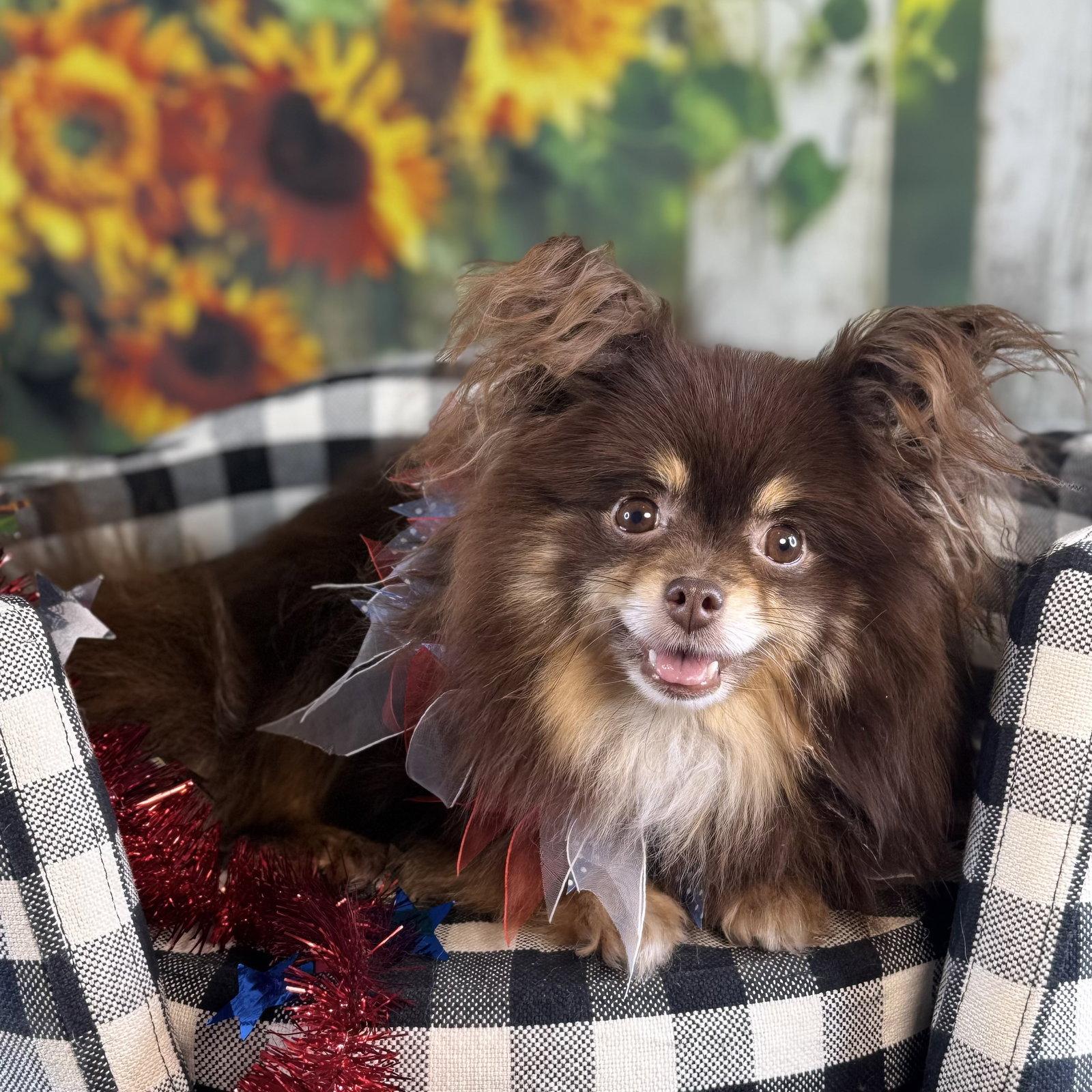 Enlarge Penne, a Adopted Pomeranian in Garland, TX image 3/3