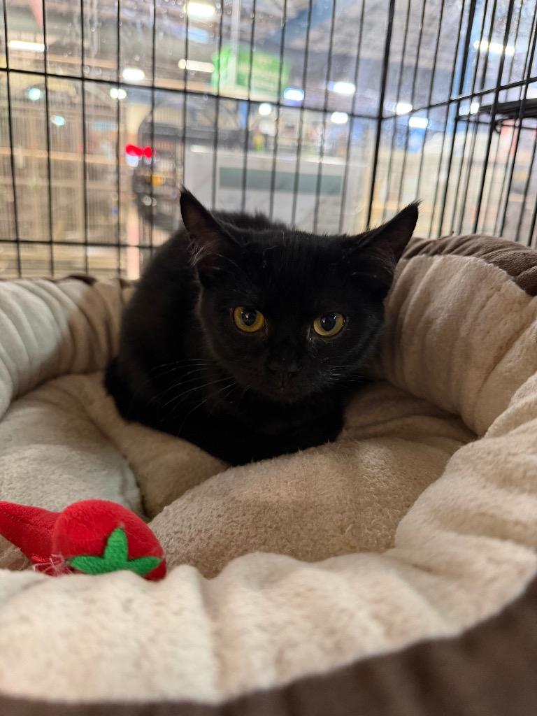 Enlarge Amber, a Adoptable mixed breed in Lancaster, PA image 1/1