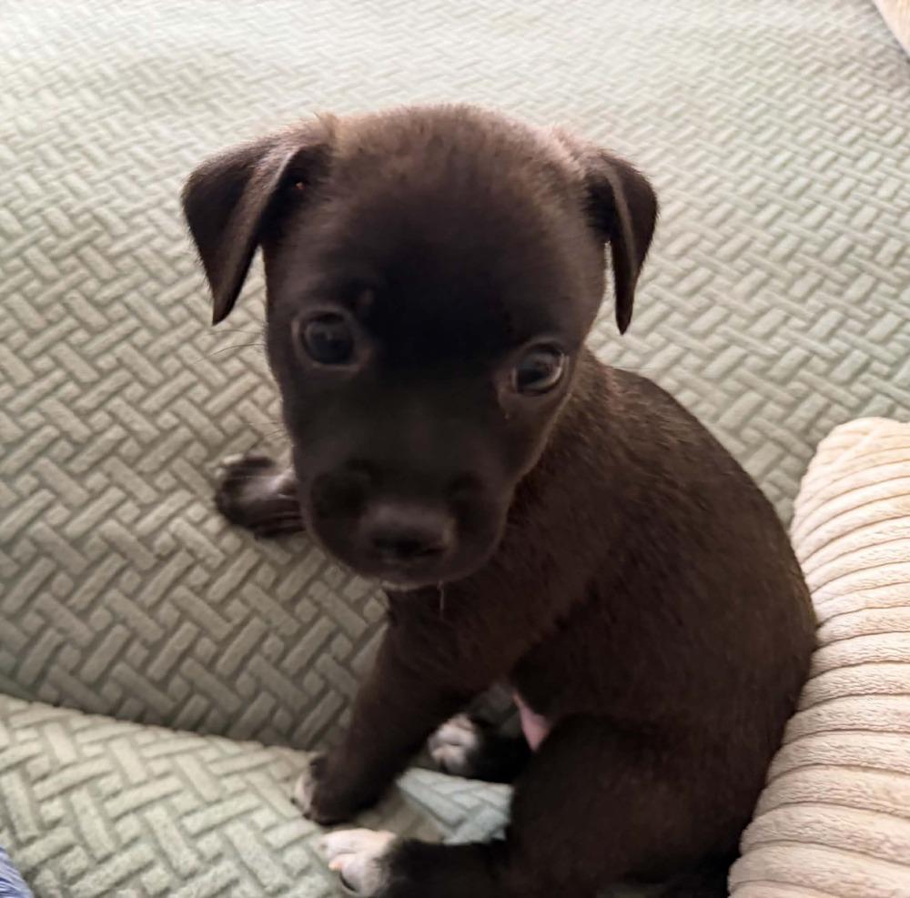 Enlarge Mocha, a Adoptable mixed breed in Dutton, VA image 1/1