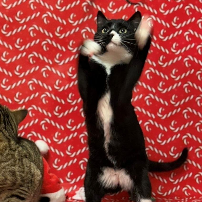 Enlarge Chase, a Adoptable Domestic Short Hair in Chehalis, WA image 1/1