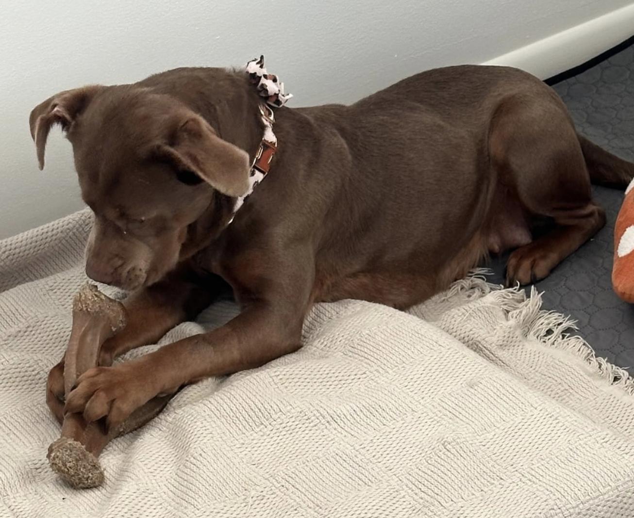 Enlarge Spirit, a Adoptable mixed breed in Cornelius, NC image 3/3