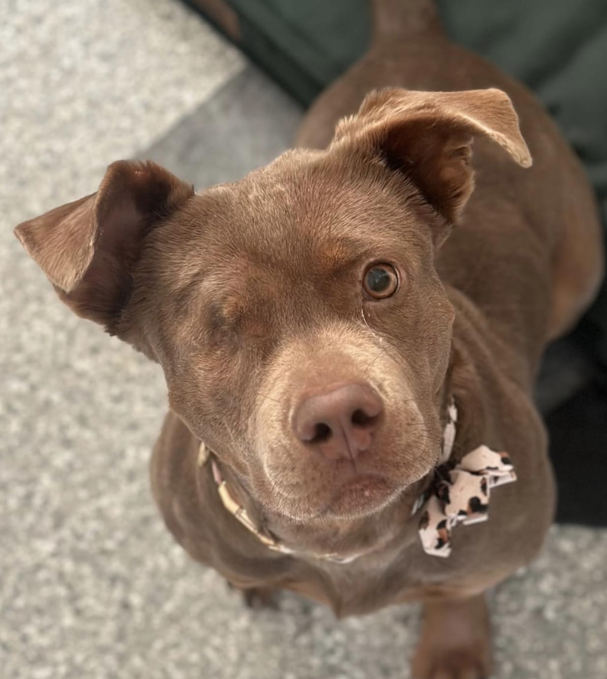 Enlarge Spirit, a Adoptable mixed breed in Cornelius, NC image 1/3