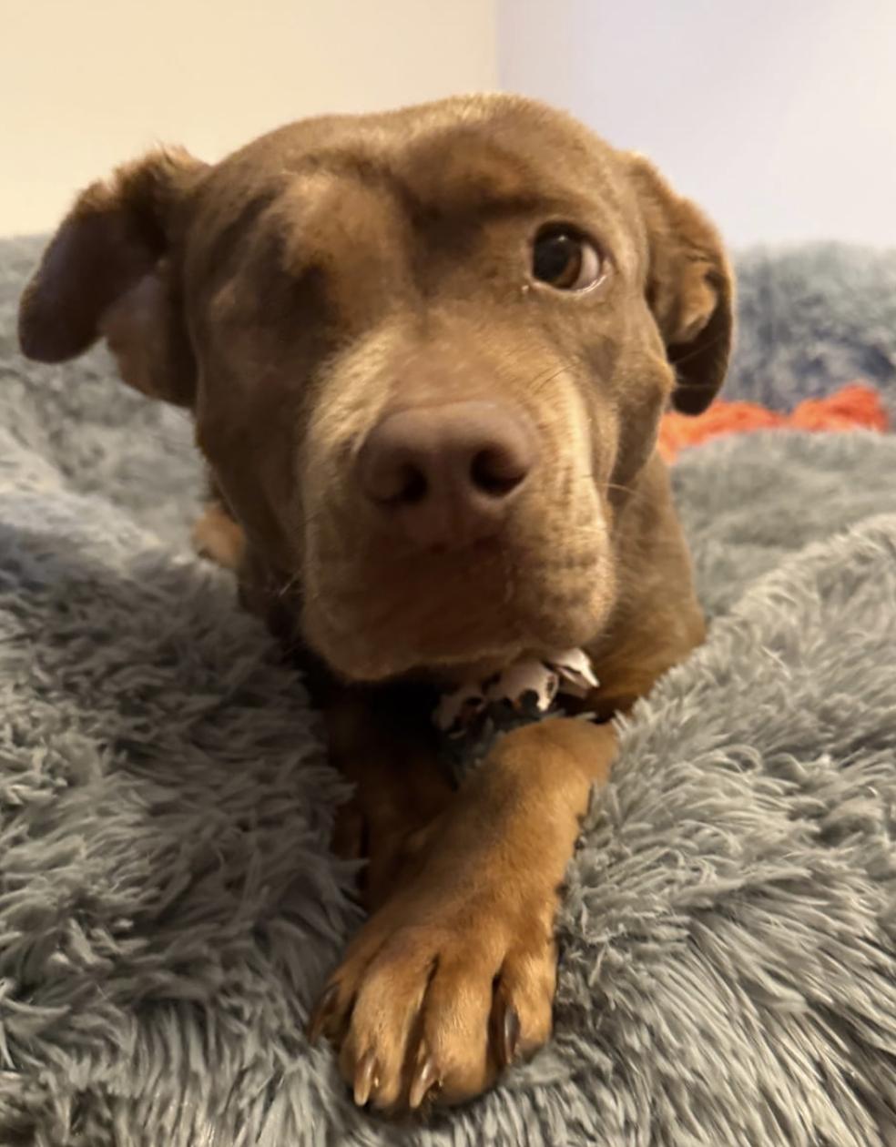 Enlarge Spirit, a Adoptable mixed breed in Cornelius, NC image 2/3
