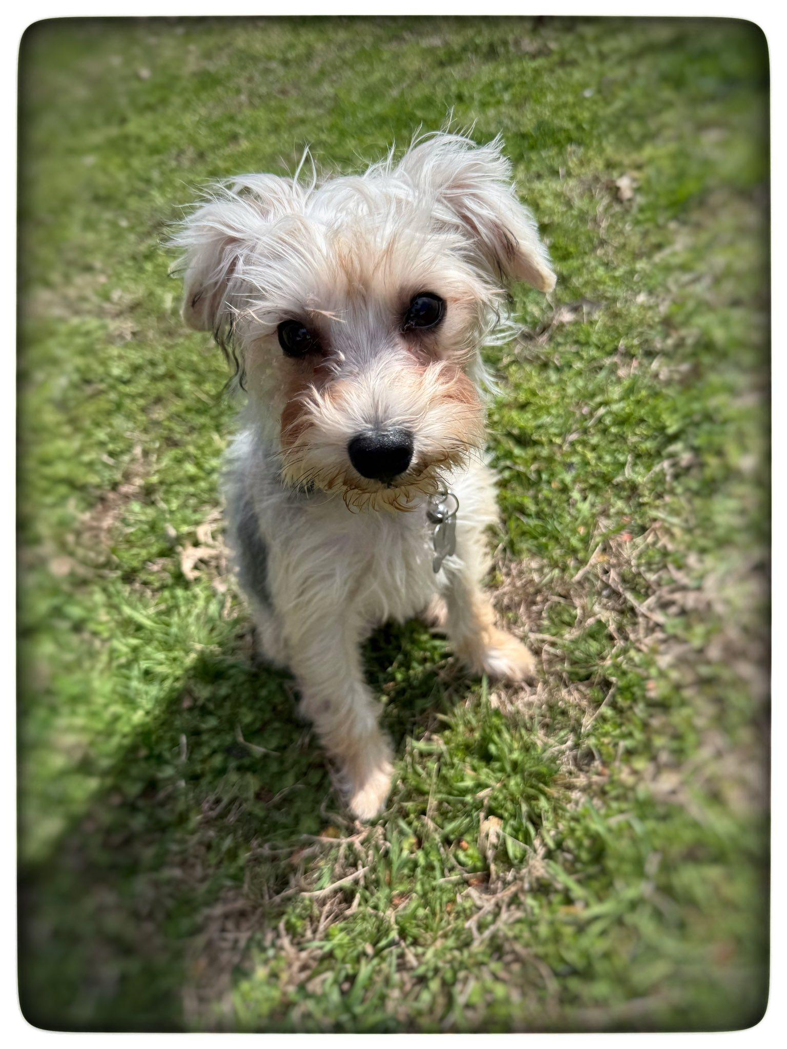 Enlarge Oliver Rubert, an adopted Yorkshire Terrier in Antioch, TN image 3/4