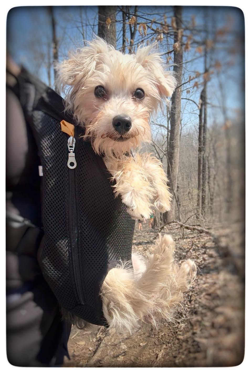 Enlarge Oliver Rubert, an adopted Yorkshire Terrier in Antioch, TN image 4/4