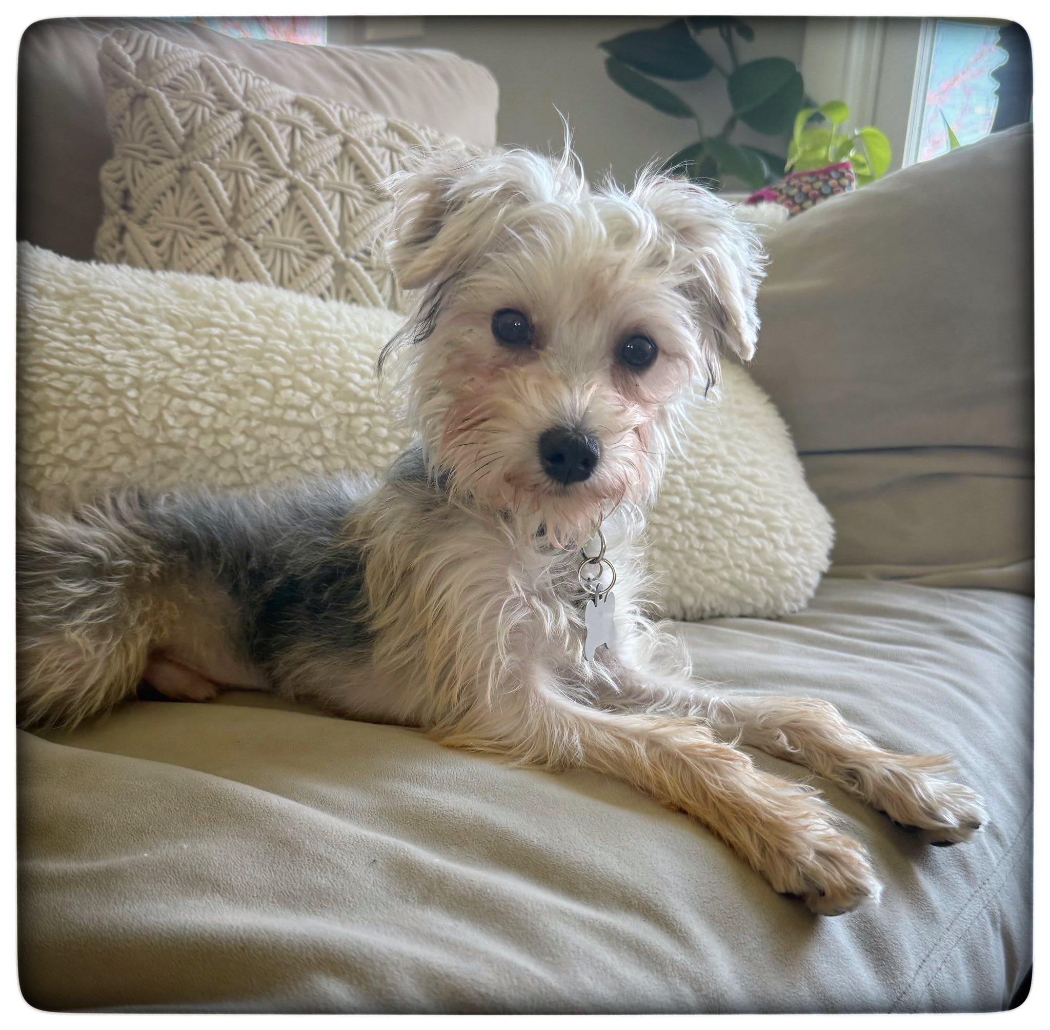 Oliver Rubert, adopted, Puppy Male Yorkshire Terrier.