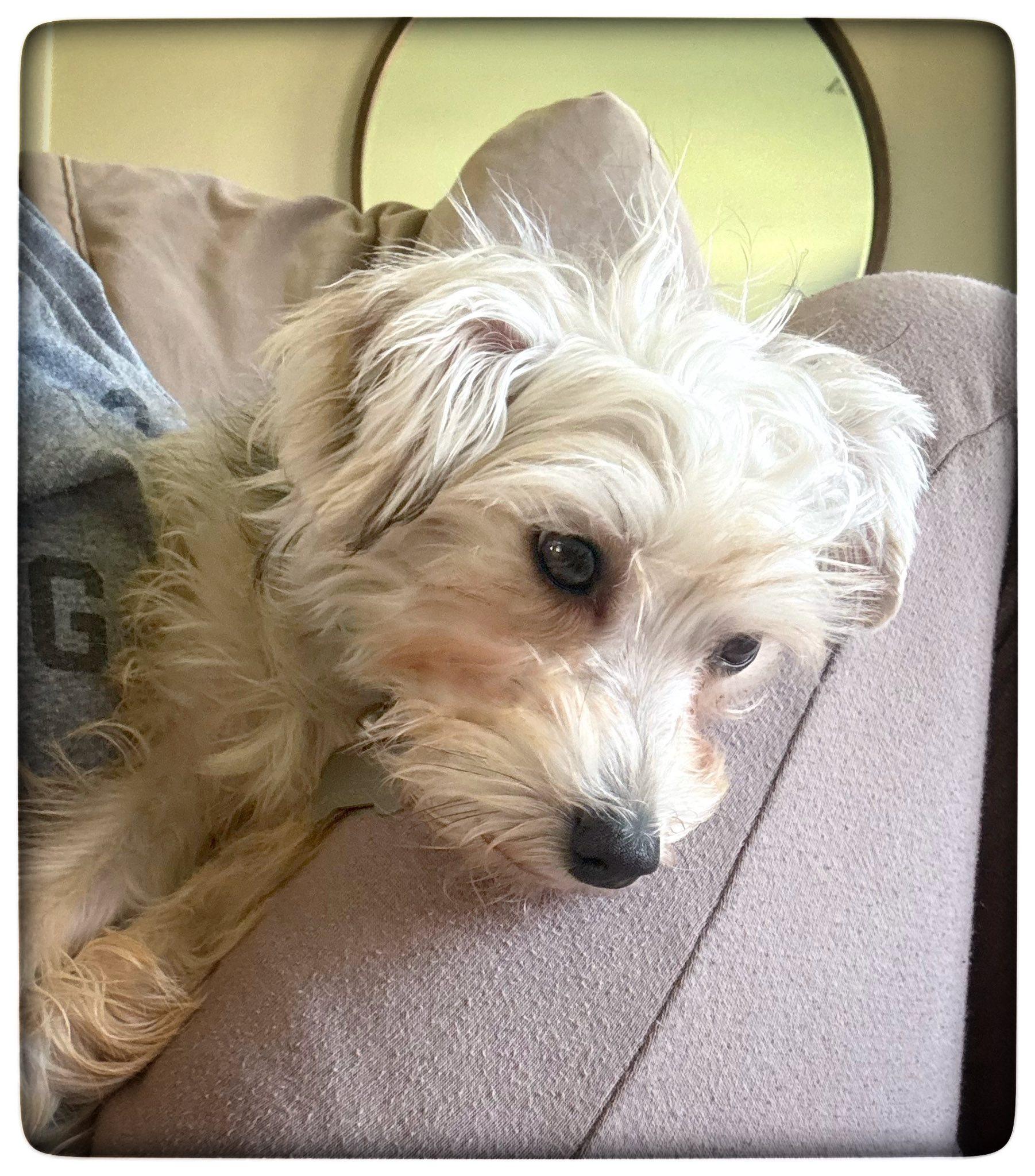 Enlarge Oliver Rubert, an adopted Yorkshire Terrier in Antioch, TN image 2/4