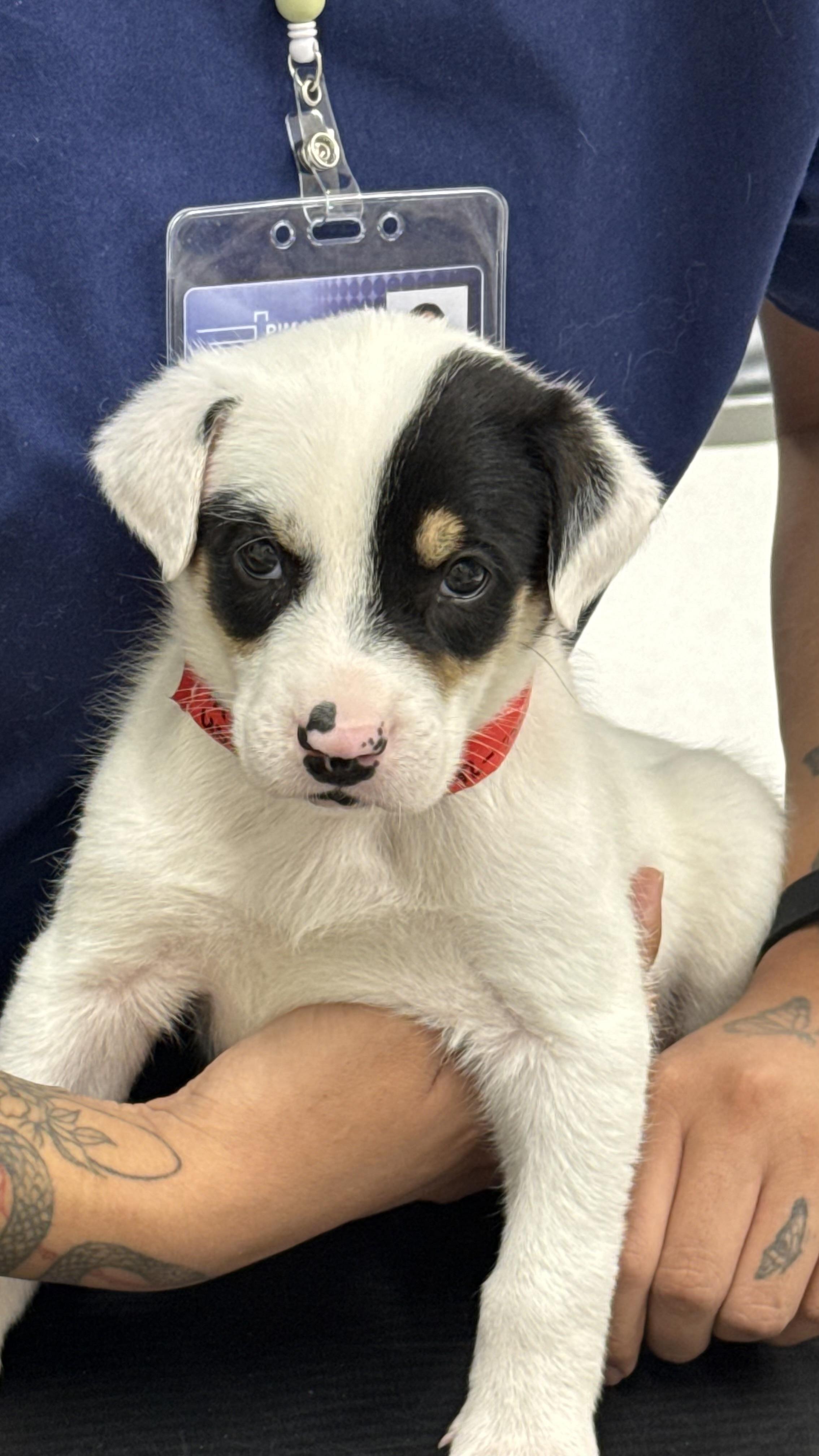 Atrain, a Adoptable mixed breed in Phoenix, AZ image 2/4