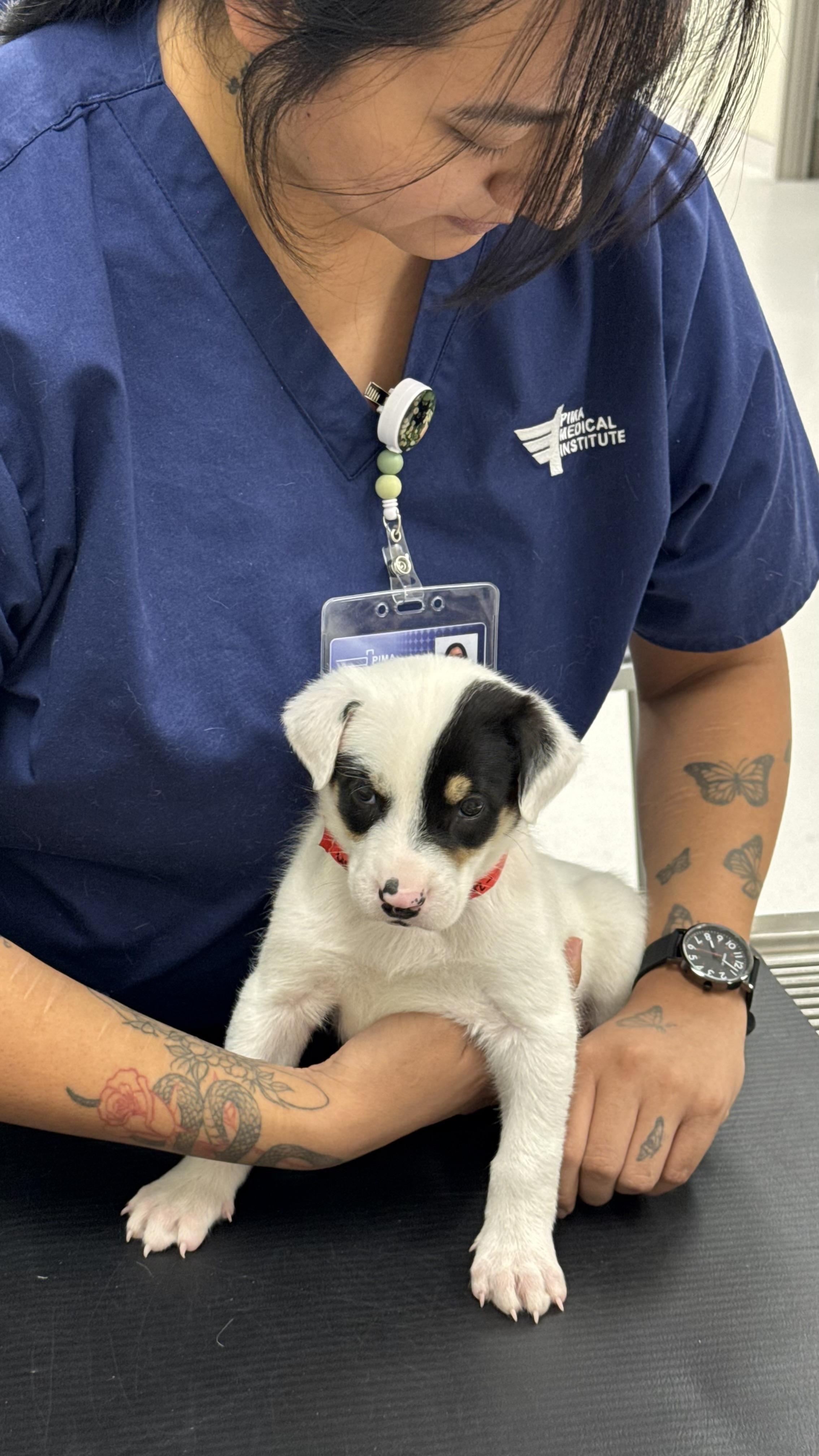 Atrain, a Adoptable mixed breed in Phoenix, AZ image 3/4