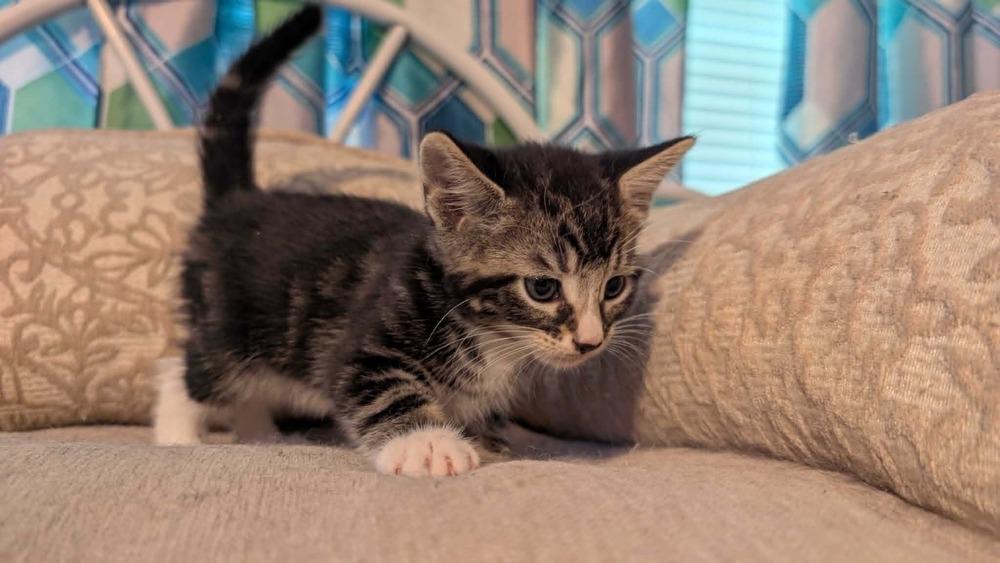 Fava Bean, Adoptable, Kitten Female Domestic Short Hair.