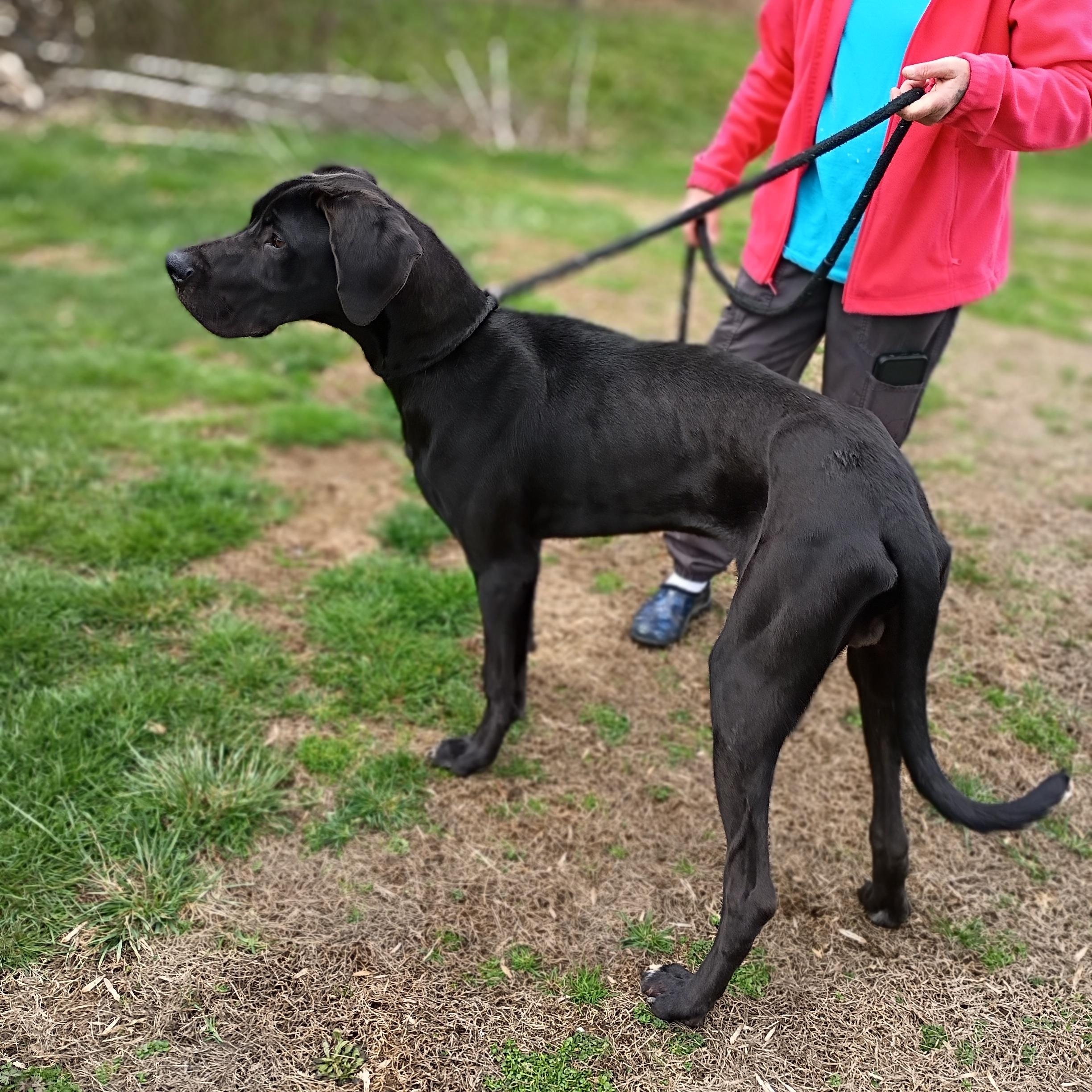 Huey, ADOPTABLE, Young Male Great Dane.