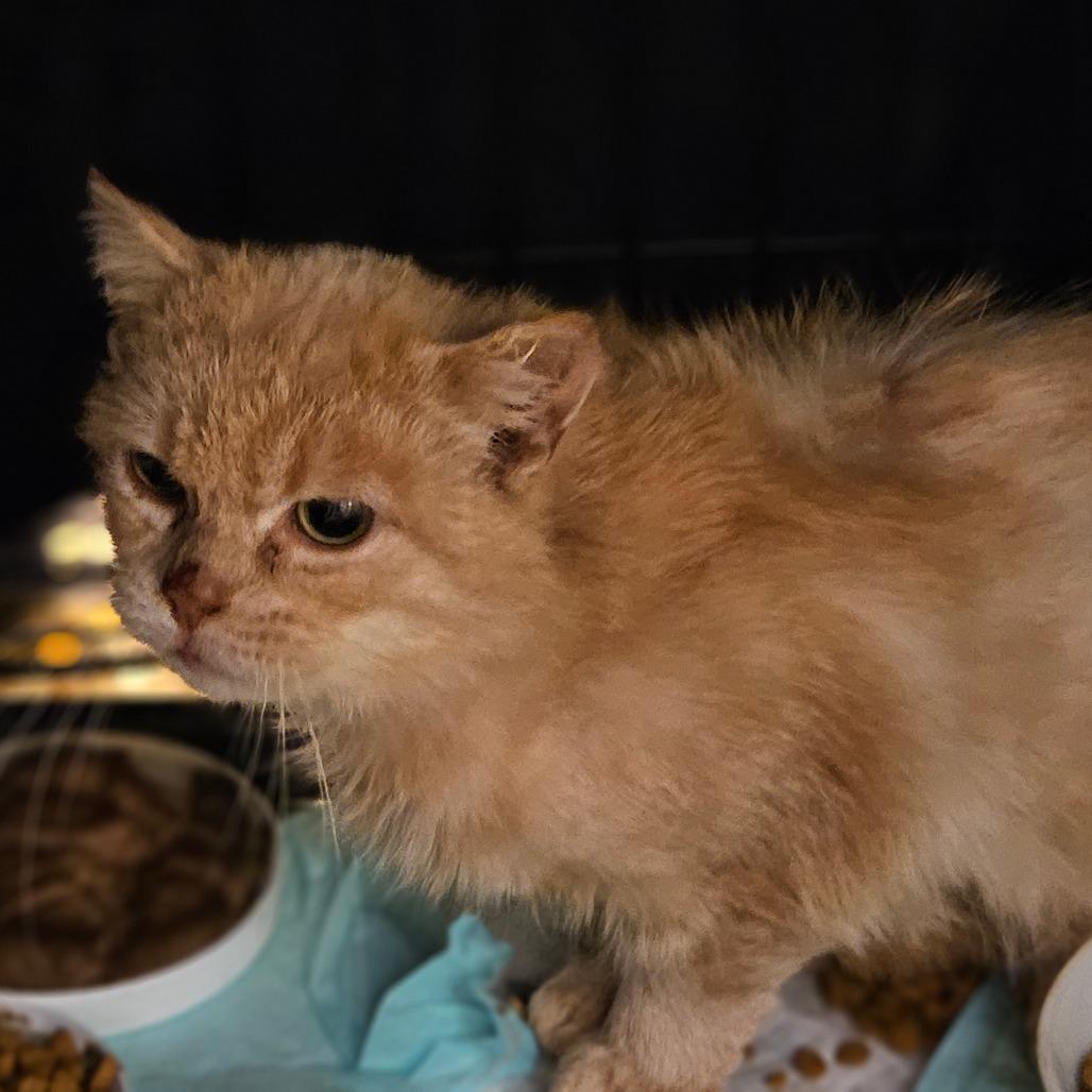 Gerty, Adoptable, Adult Female Domestic Short Hair.