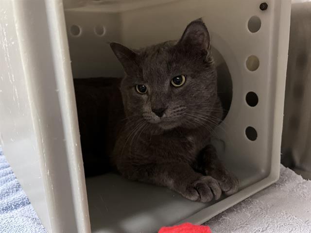 EMU, Adoptable, Adult Male Domestic Short Hair.