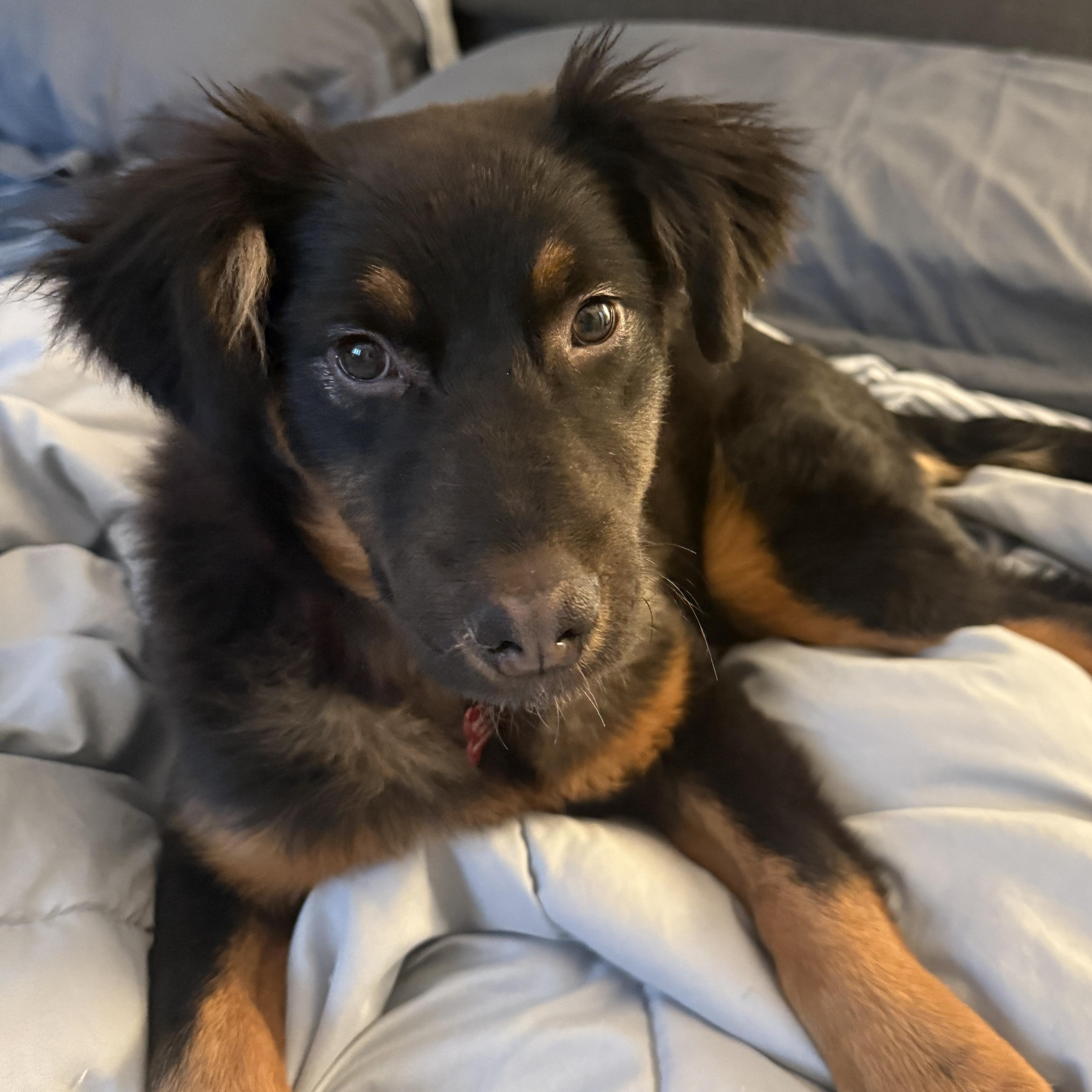Enlarge RABBIT, an adopted mixed breed in Cranston, RI image 3/3