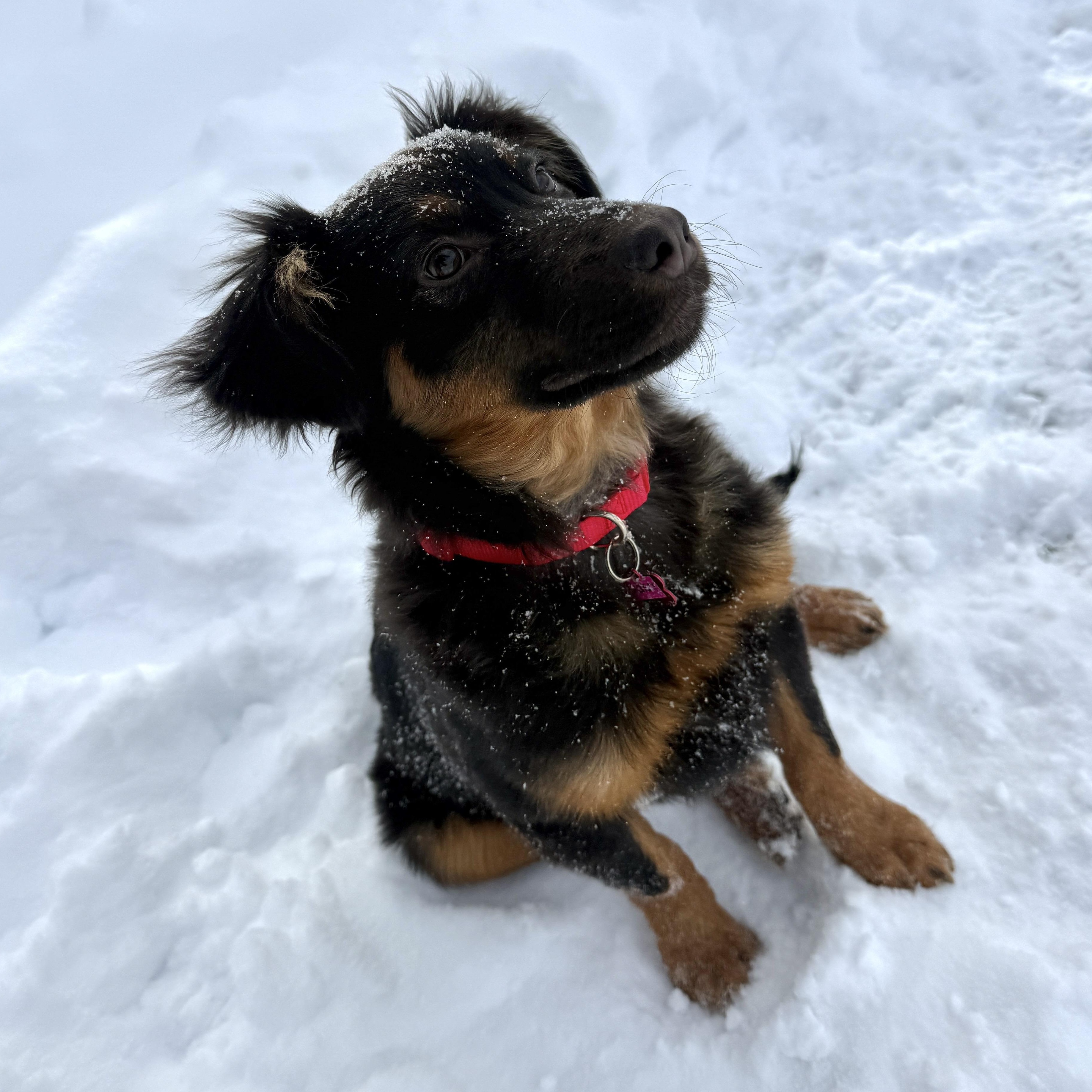 RABBIT, adopted, Puppy Female Mixed Breed.