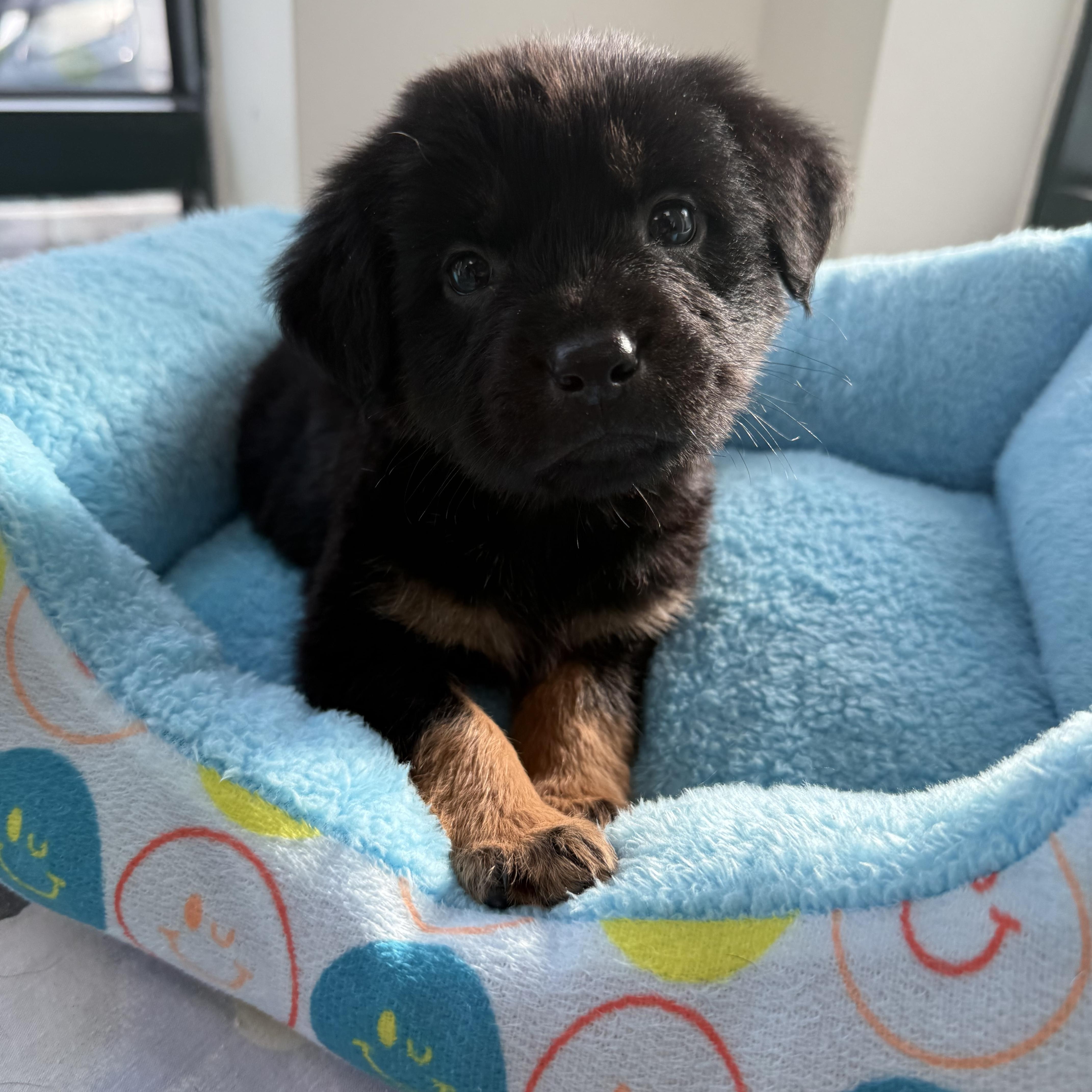 Zane, adopted, Puppy Male Shepherd.