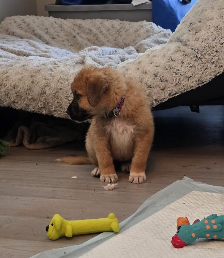 Pearl, Adoptable, Puppy Female Mastiff & Anatolian Shepherd.