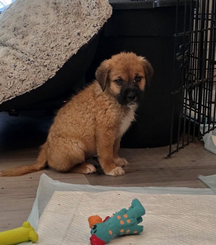 Enlarge Pearl, a Adoptable mixed breed in Oswego, IL image 3/4