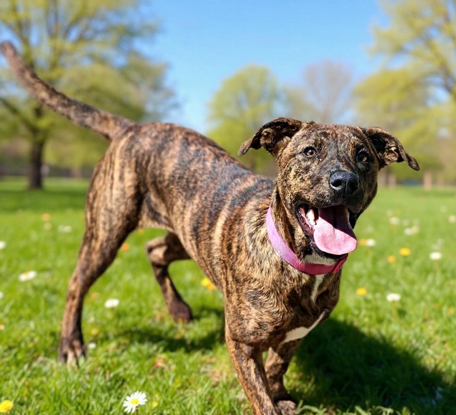 Enlarge Diamond 26/265, a Adoptable Mountain Cur in Talladega, AL image 1/3
