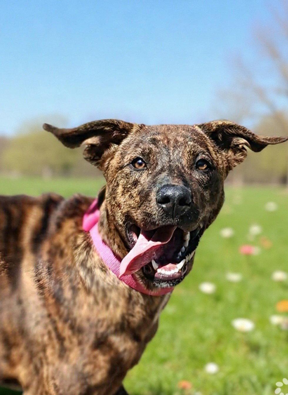 Enlarge Diamond 26/265, a Adoptable Mountain Cur in Talladega, AL image 2/3