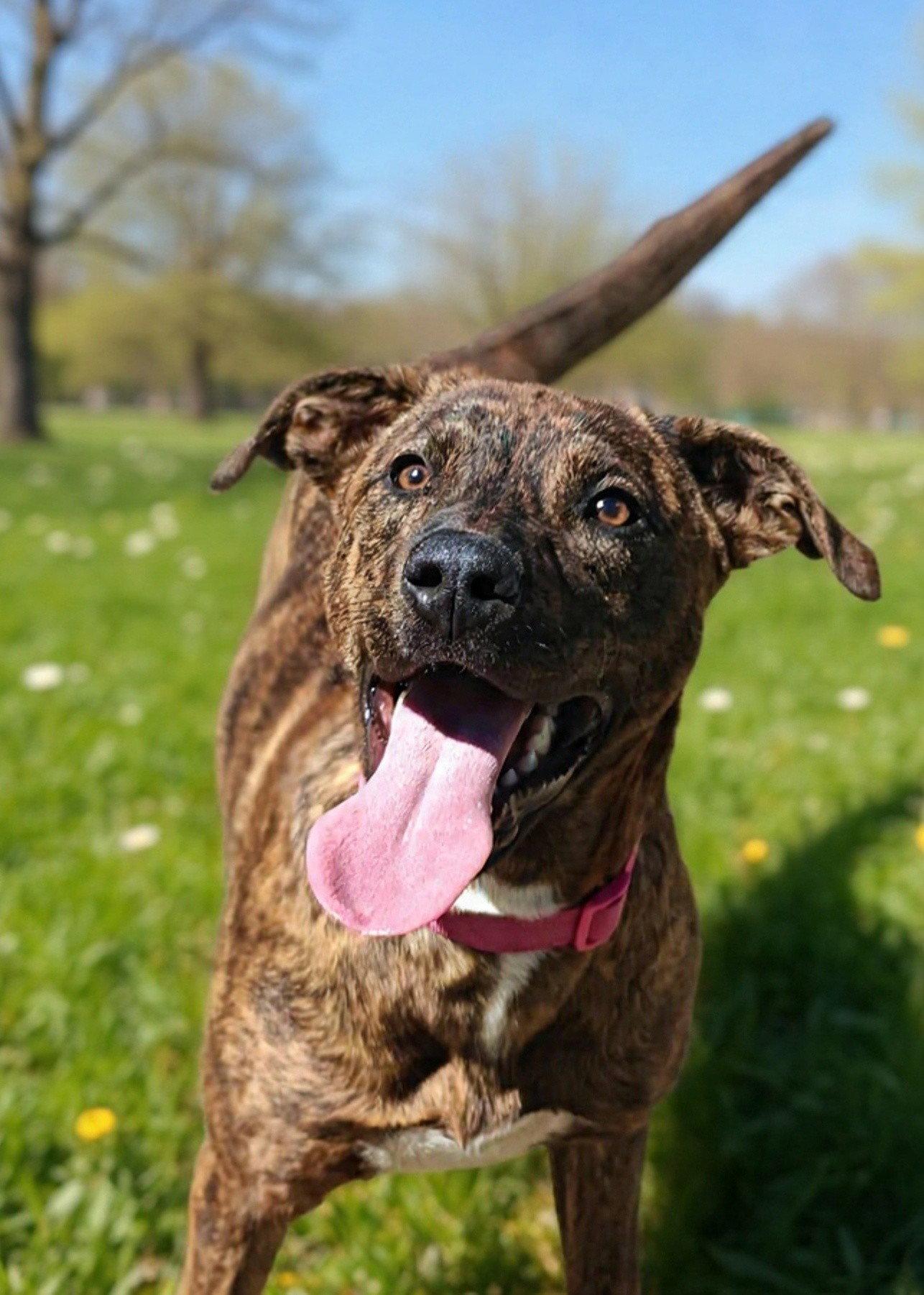 Enlarge Diamond 26/265, a Adoptable Mountain Cur in Talladega, AL image 3/3