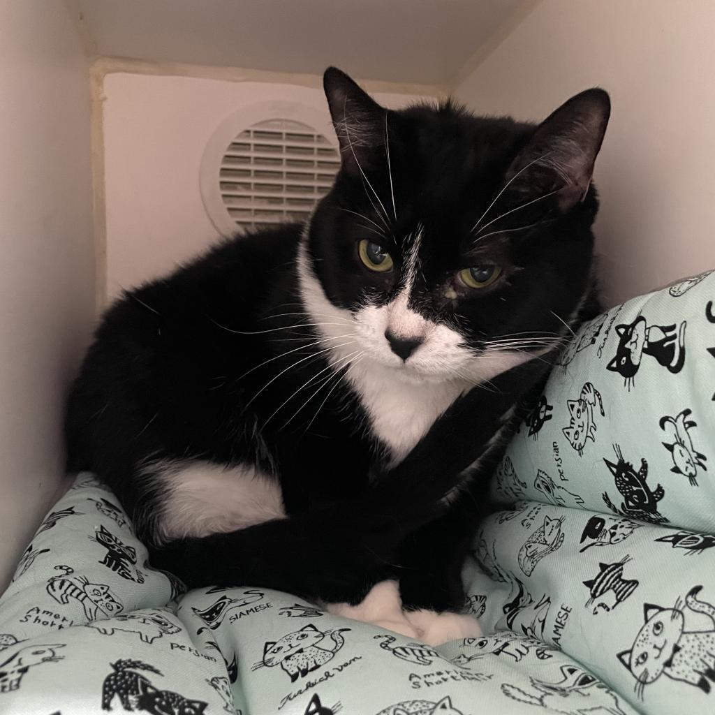 Tess, Adoptable, Senior Female Domestic Short Hair.