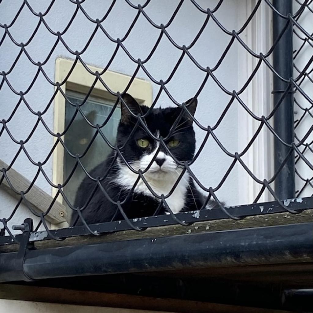 Enlarge Tess, a Adoptable Domestic Short Hair in Oyster Bay, NY image 2/4