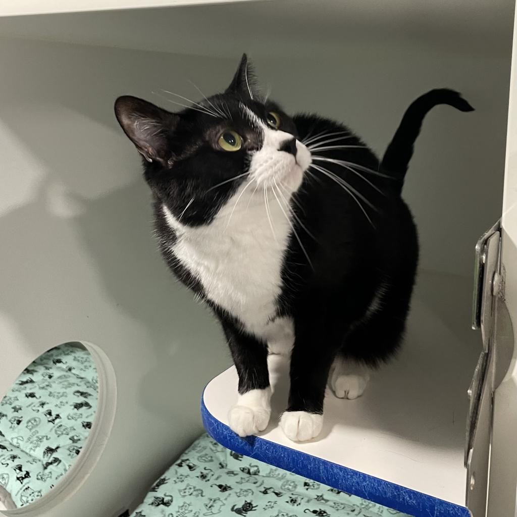 Enlarge Tess, a Adoptable Domestic Short Hair in Oyster Bay, NY image 3/4