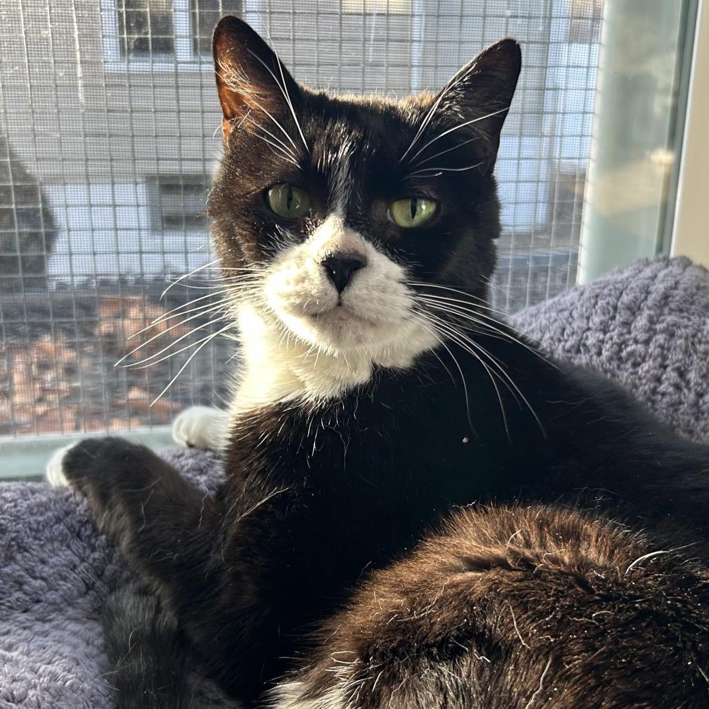 Enlarge Tess, a Adoptable Domestic Short Hair in Oyster Bay, NY image 4/4