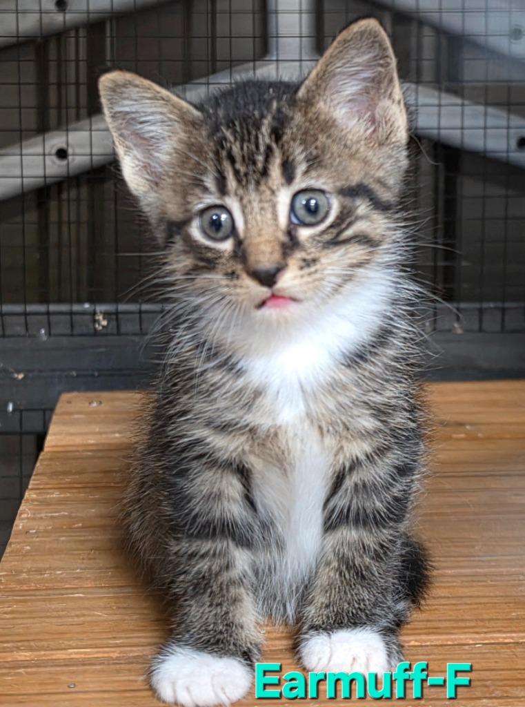 Enlarge Earmuff, a Adopted Domestic Short Hair in Cloquet, MN image 1/2