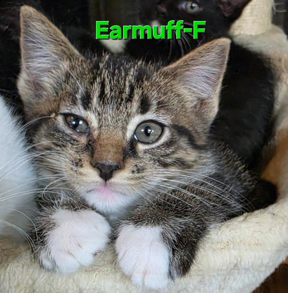 Enlarge Earmuff, a Adopted Domestic Short Hair in Cloquet, MN image 2/2