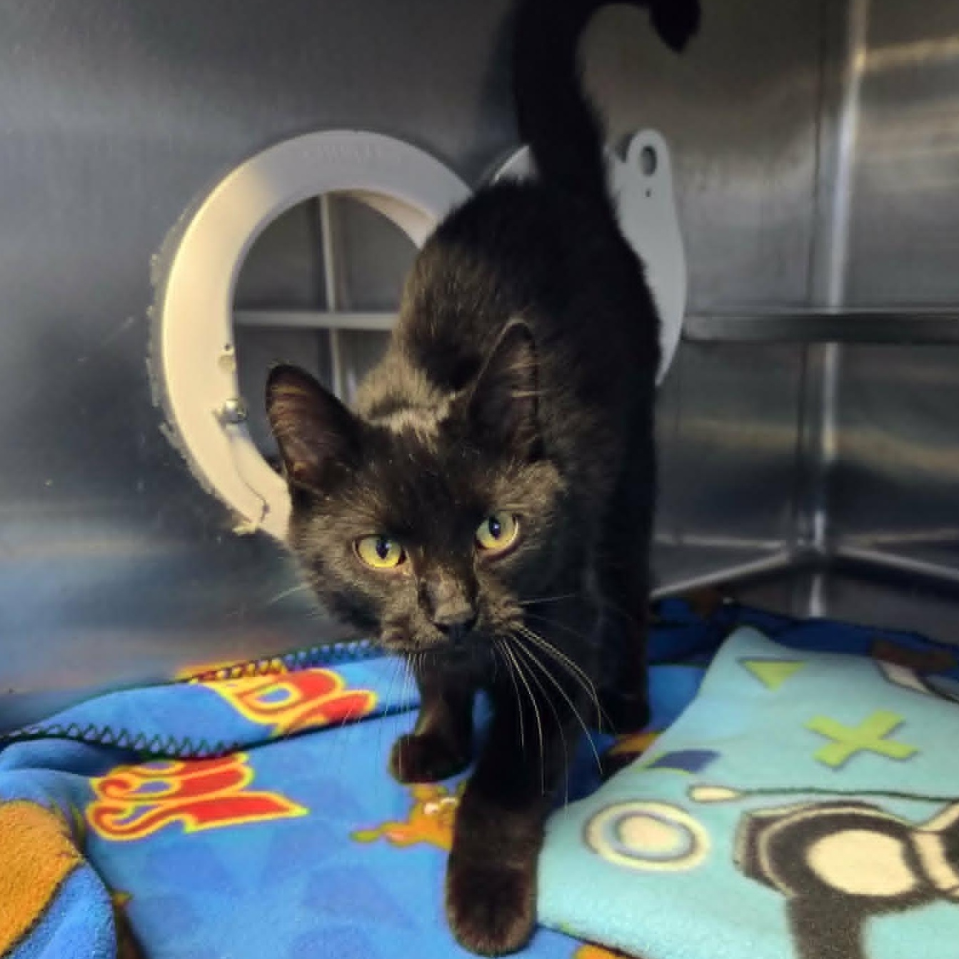 Enlarge Mobert, a ADOPTABLE Domestic Short Hair in Watertown, WI image 1/1