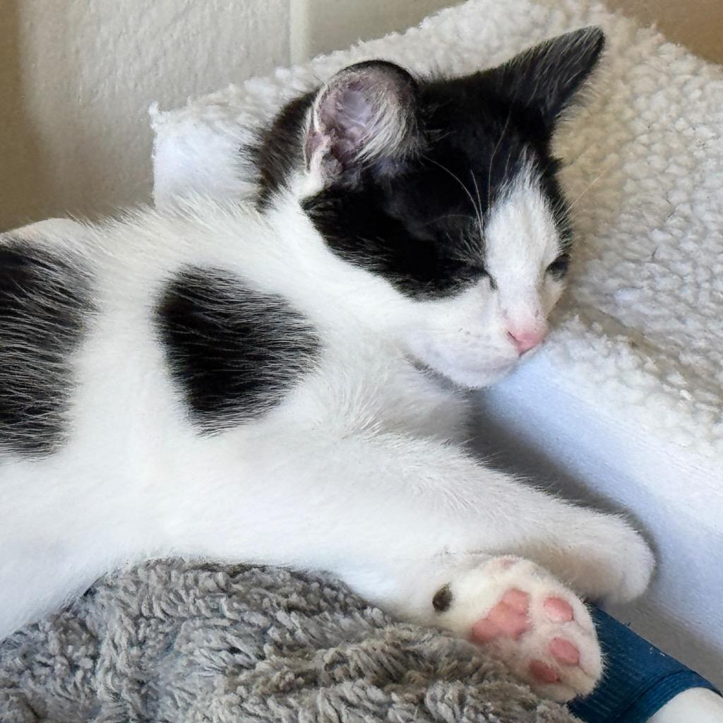 Ash, Adoptable, Kitten Male Domestic Short Hair.