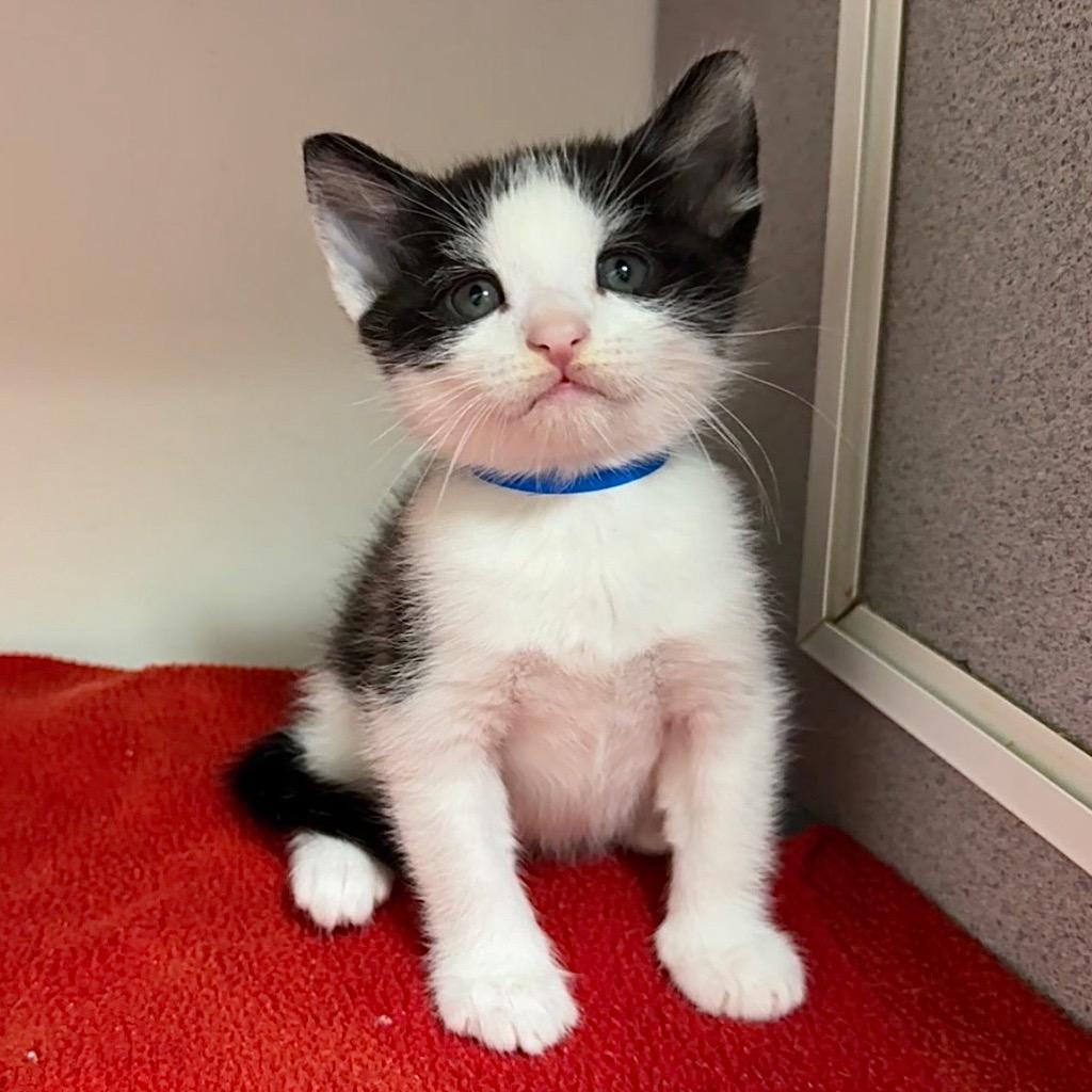 Enlarge Ash, a Adoptable mixed breed in Cambria, CA image 2/5