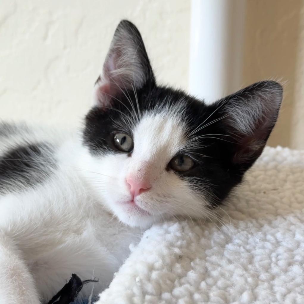 Enlarge Ash, a Adoptable mixed breed in Cambria, CA image 3/5