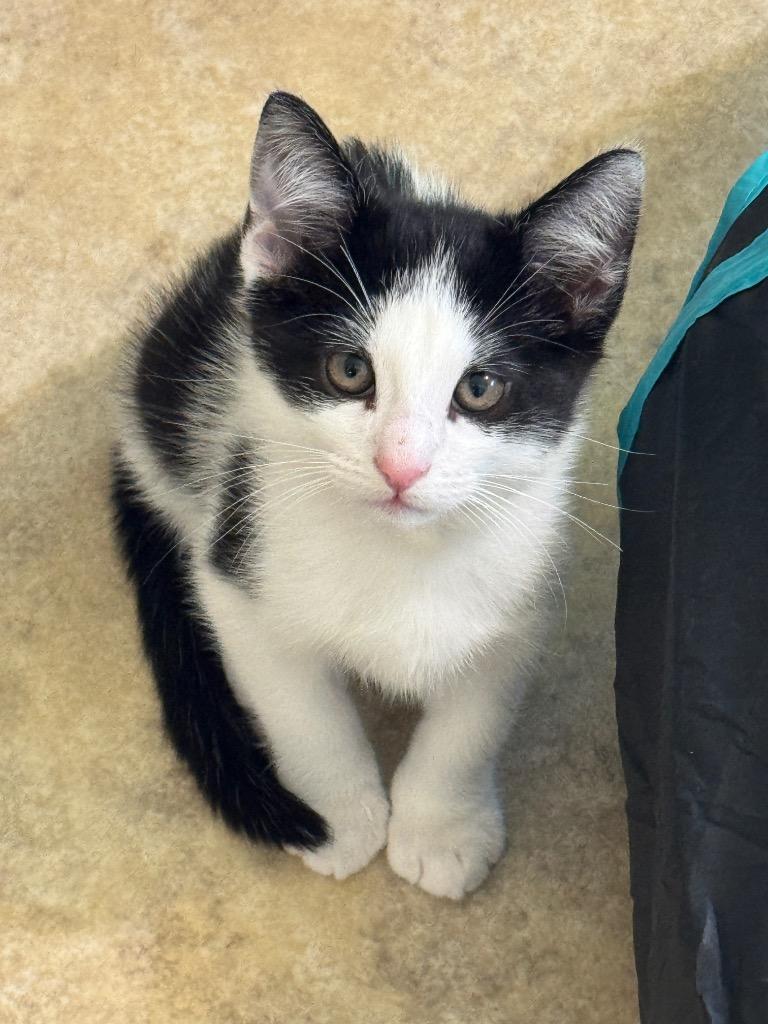 Enlarge Ash, a Adoptable mixed breed in Cambria, CA image 4/5