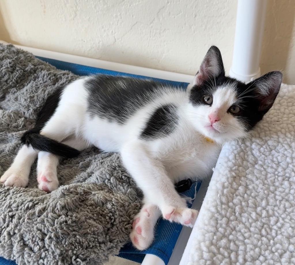 Enlarge Ash, a Adoptable mixed breed in Cambria, CA image 5/5