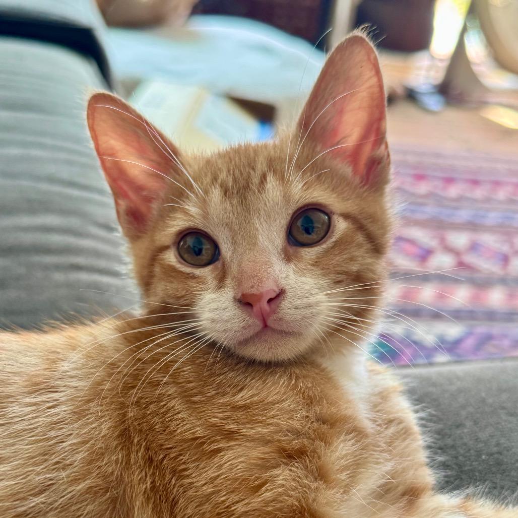 Bo, a Adoptable Domestic Short Hair in Los Angeles, CA image 2/5