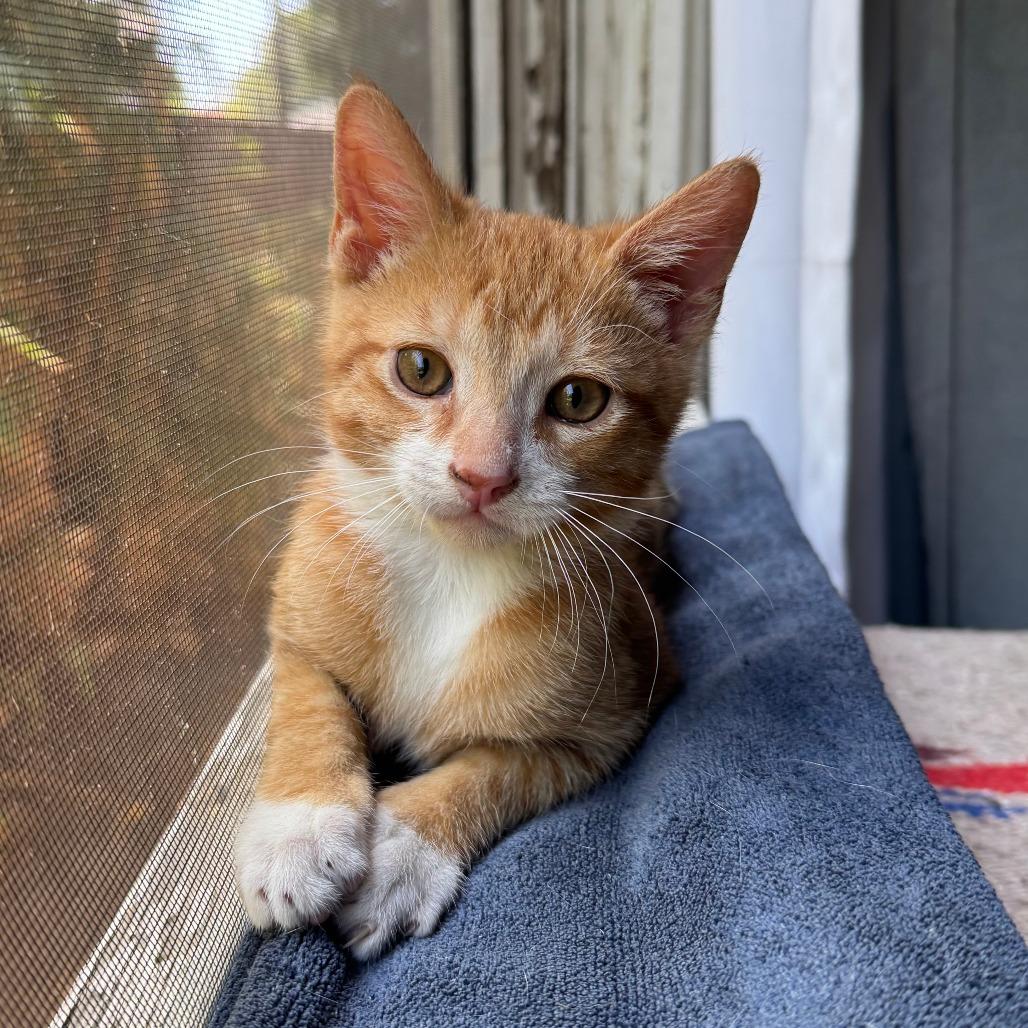 Bo, a Adoptable Domestic Short Hair in Los Angeles, CA image 3/5