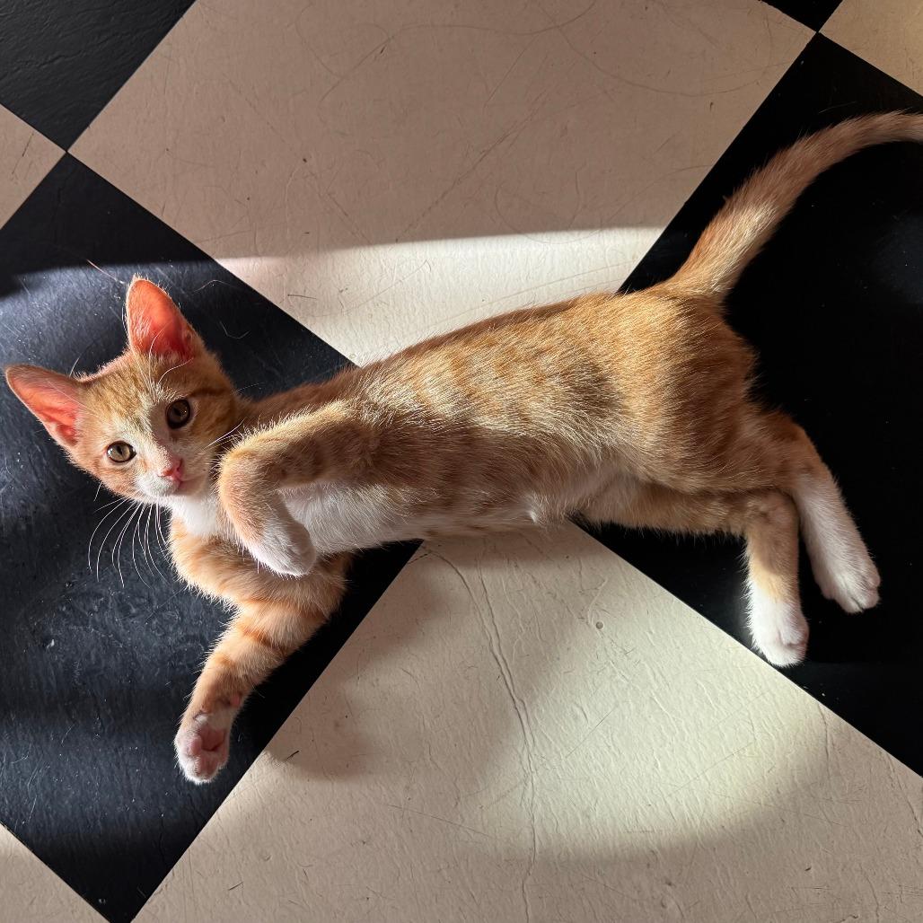 Bo, a Adoptable Domestic Short Hair in Los Angeles, CA image 5/5