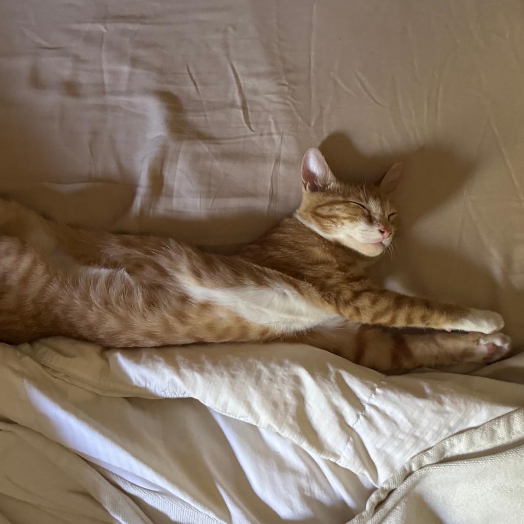Bo, a Adoptable Domestic Short Hair in Los Angeles, CA image 6/6