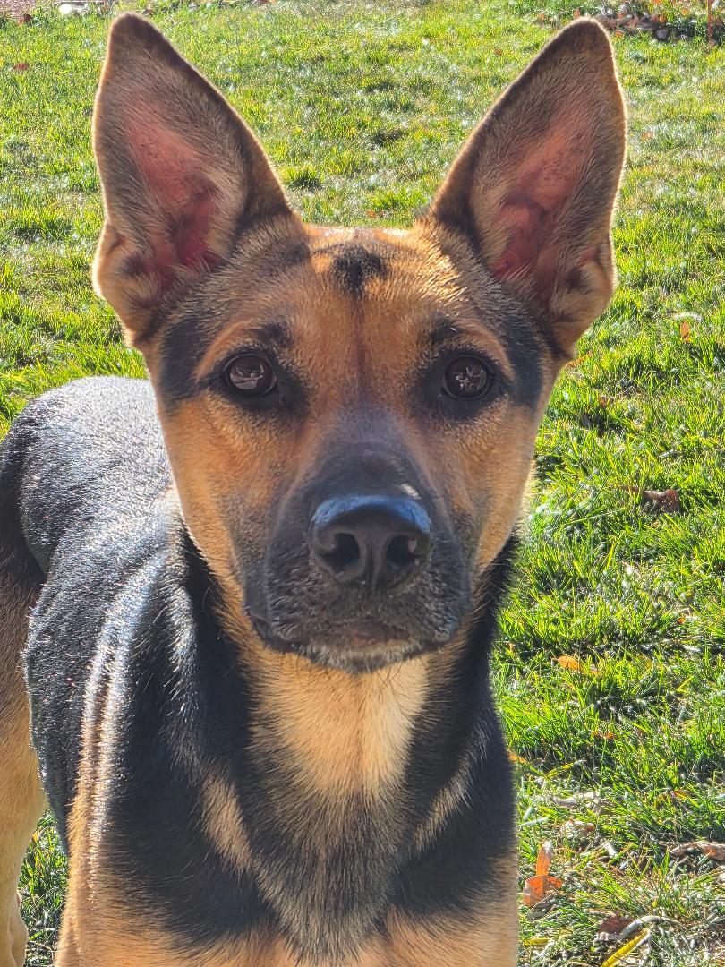 Enlarge Canelo, a Adoptable German Shepherd Dog in Lakewood, CO image 1/3