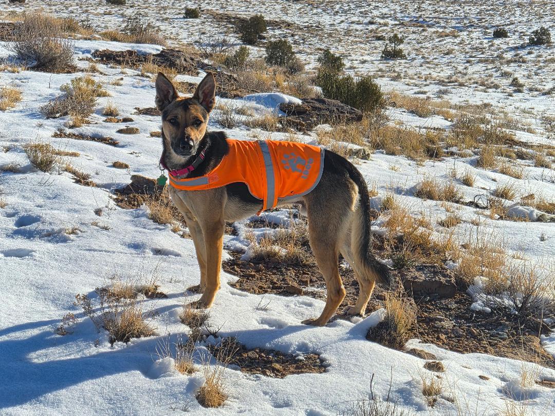 Enlarge Canelo, a Adoptable German Shepherd Dog in Lakewood, CO image 2/3