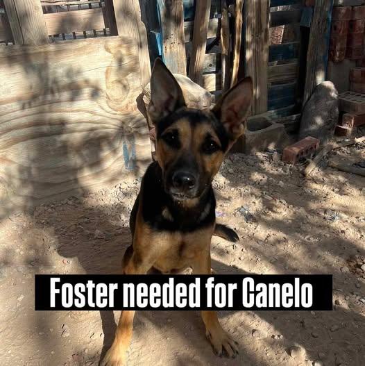 Enlarge Canelo, a Adoptable German Shepherd Dog in Lakewood, CO image 3/3