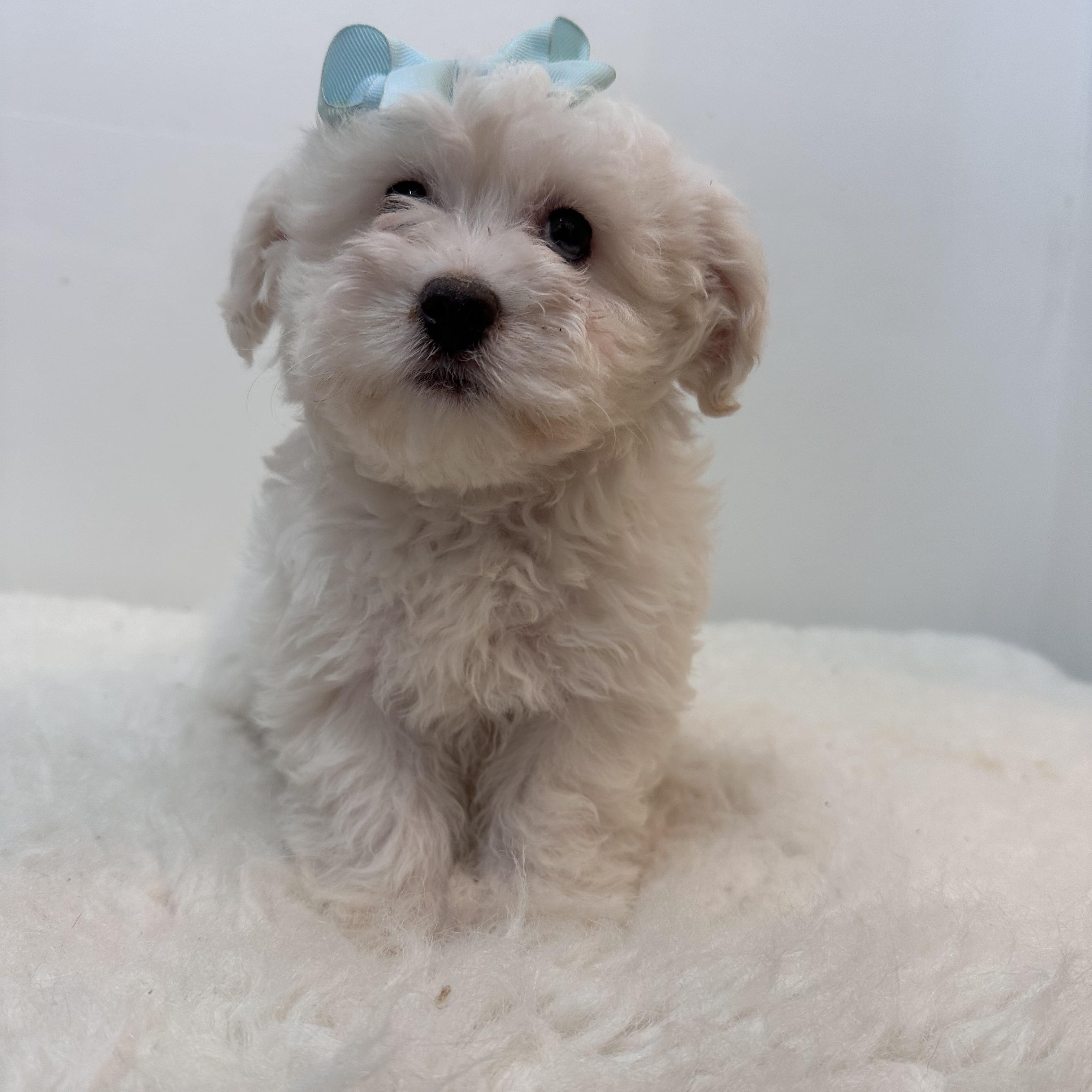 Enlarge Snow, a ADOPTABLE mixed breed in Wrightstown, NJ image 2/6